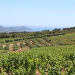 © Domaine de la Suffrène - Cédric Gravier