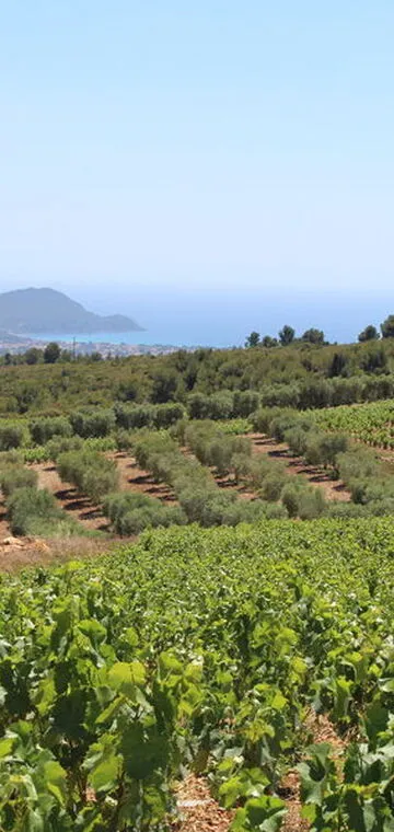 © Suffrène's vineyard - Cédric Gravier