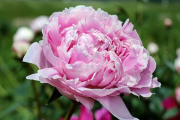 Fête de la pivoine Évenos