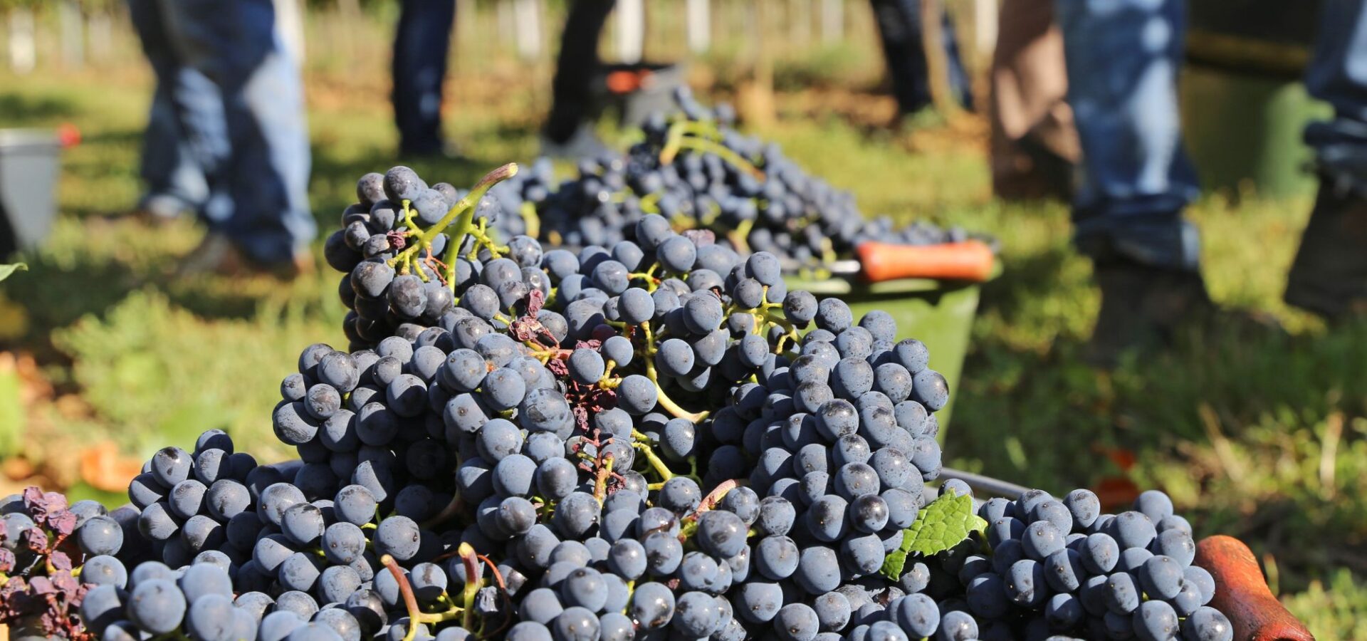 Fête des Vendanges La Cadière d'Azur