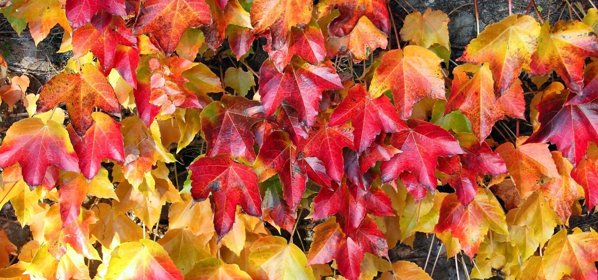 Fêtes d'automne en Provence Sud Sainte Baume