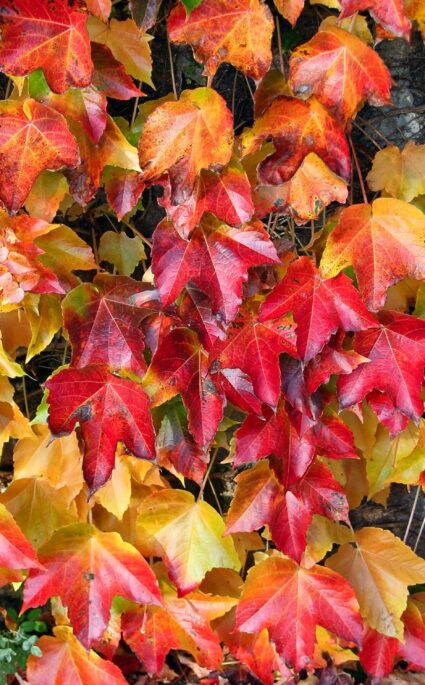 Fêtes d'automne en Provence Sud Sainte Baume