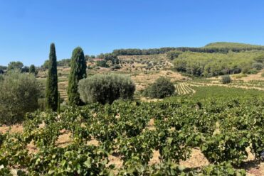 Visiter domaine AOC Bandol