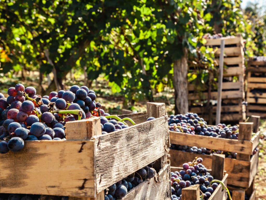 Fête des vendanges La Cadière d'Azur
