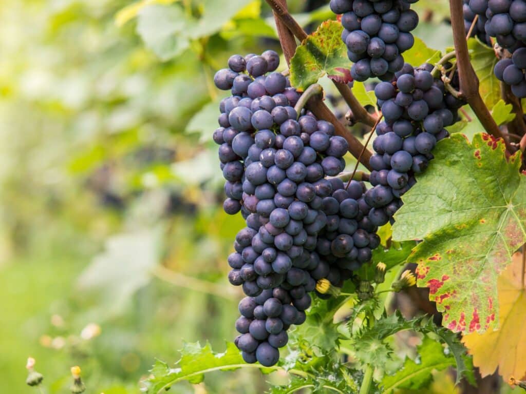 vins de bandol