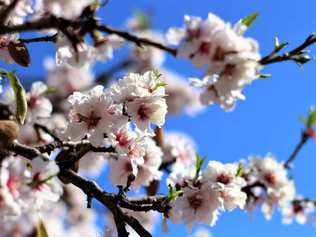 Fleurs amandier de provence