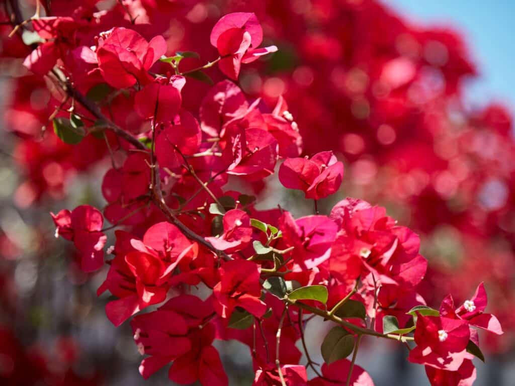 Bougainvillier - Semaine nature Var 2025