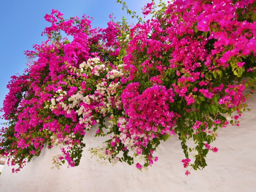 Fleur bougainvillier Provence