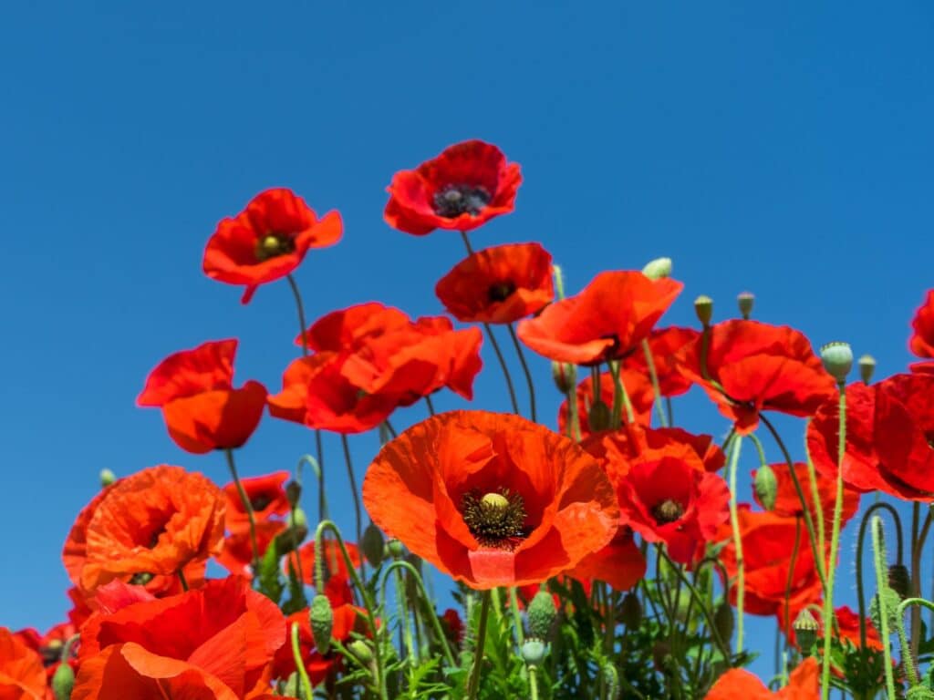 Fleur coquelicot printemps Provence