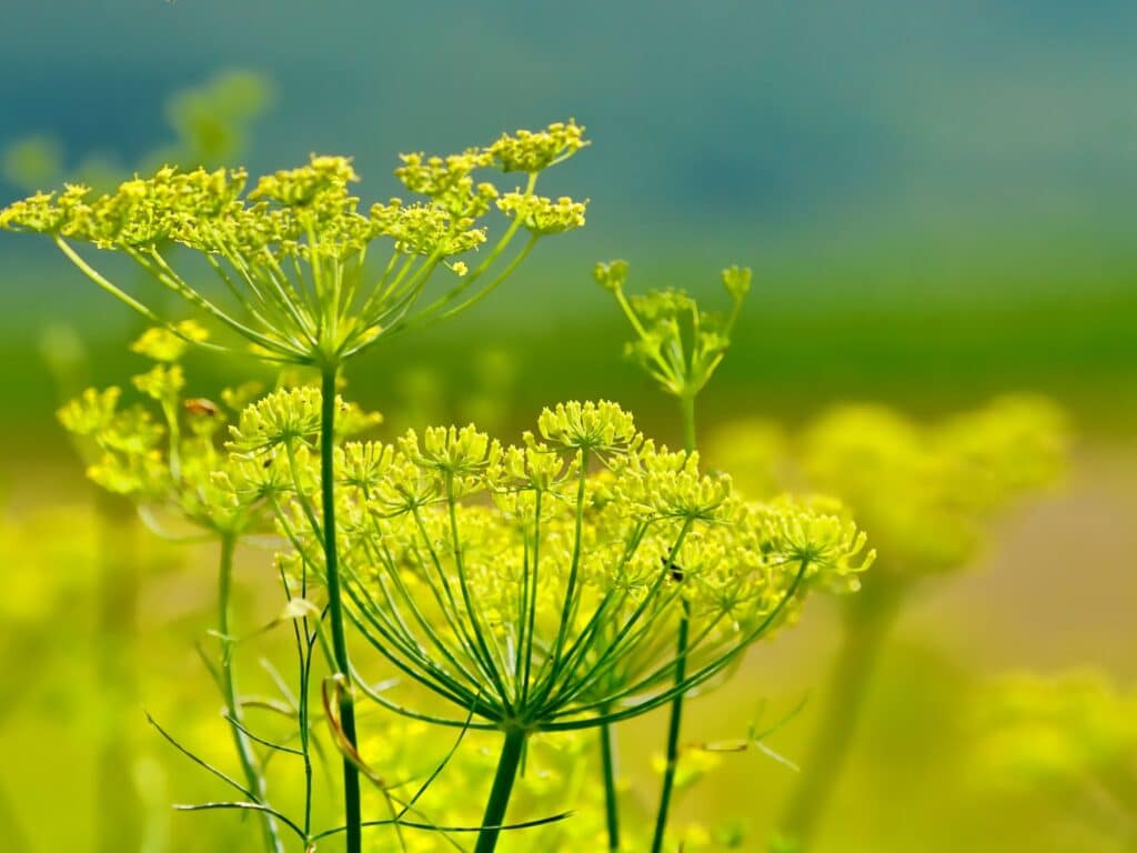 Fleur criste marine printemps Provence