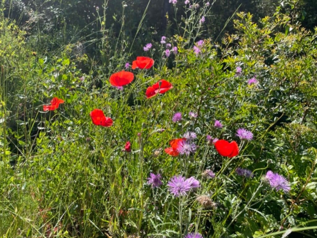 Fleur printemps Provence
