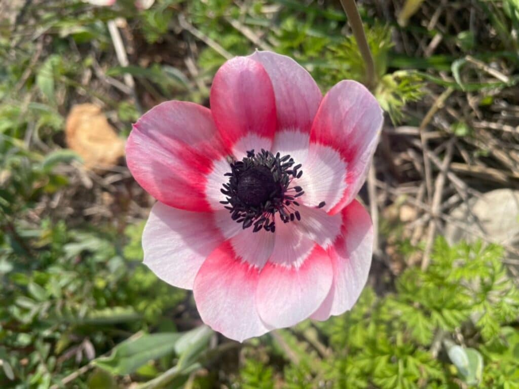 fleurs de provence