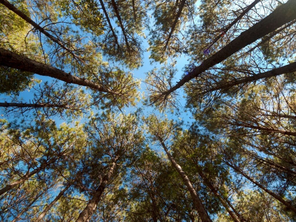 Forêt de pins - Semaine Nature Var 2025
