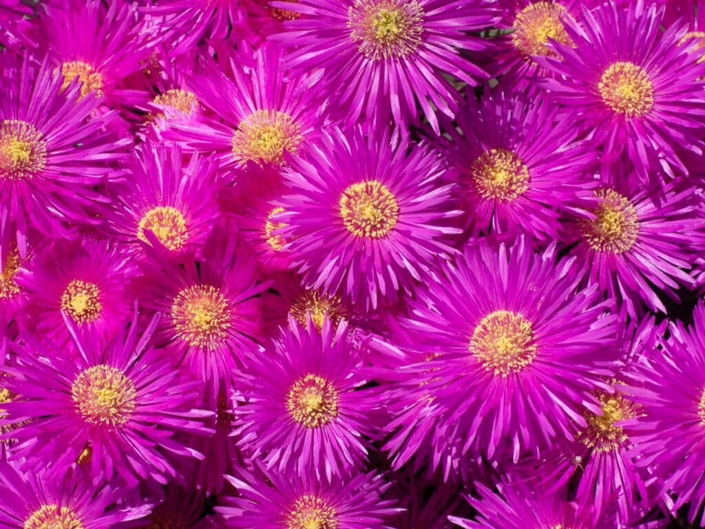 Fleur griffe sorcière Provence