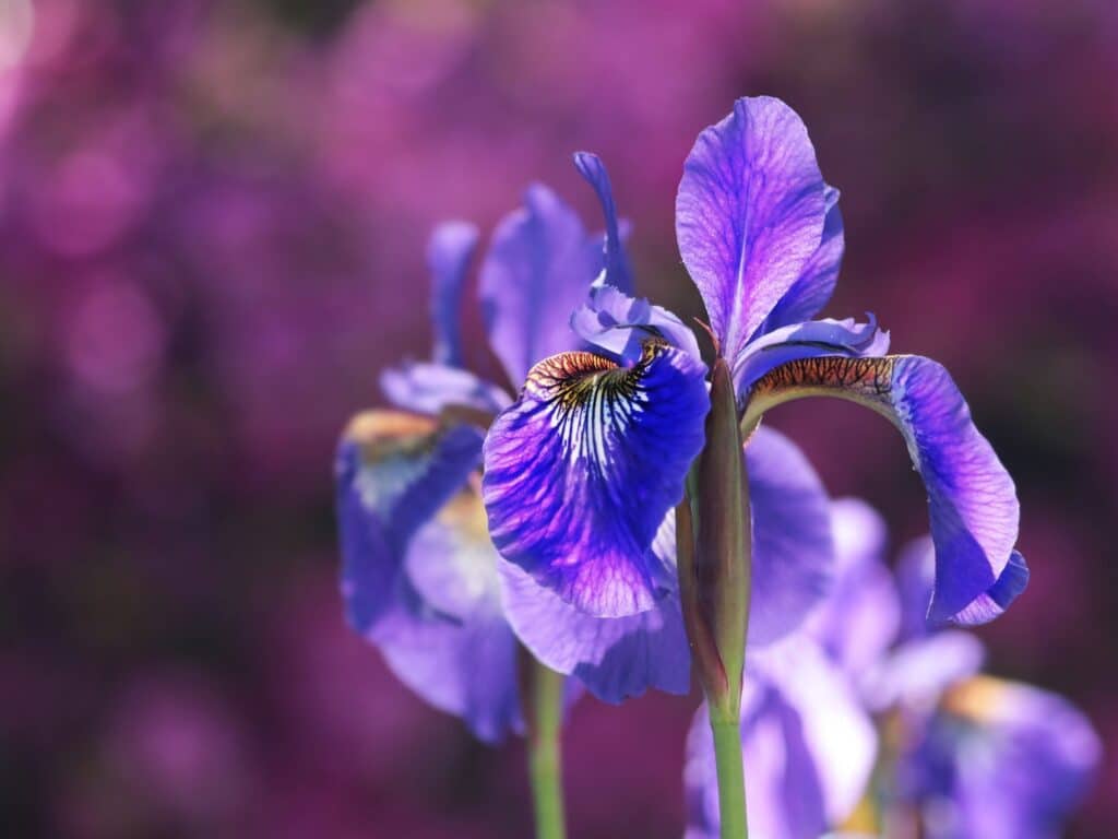 Fleur iris printemps Provence