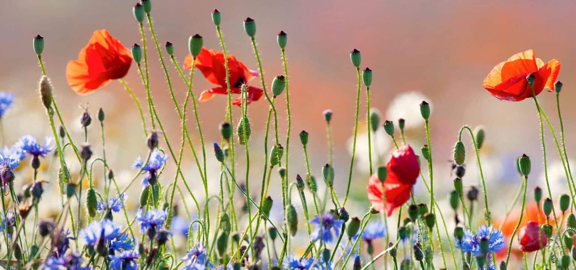liste fleurs provence