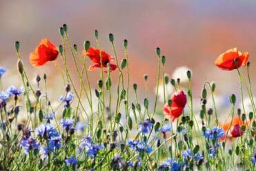 Fleur de printemps en Provence Sud Sainte Baume