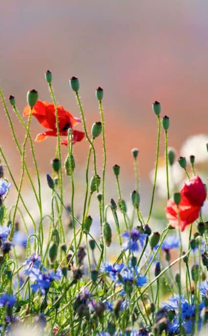 liste fleurs provence