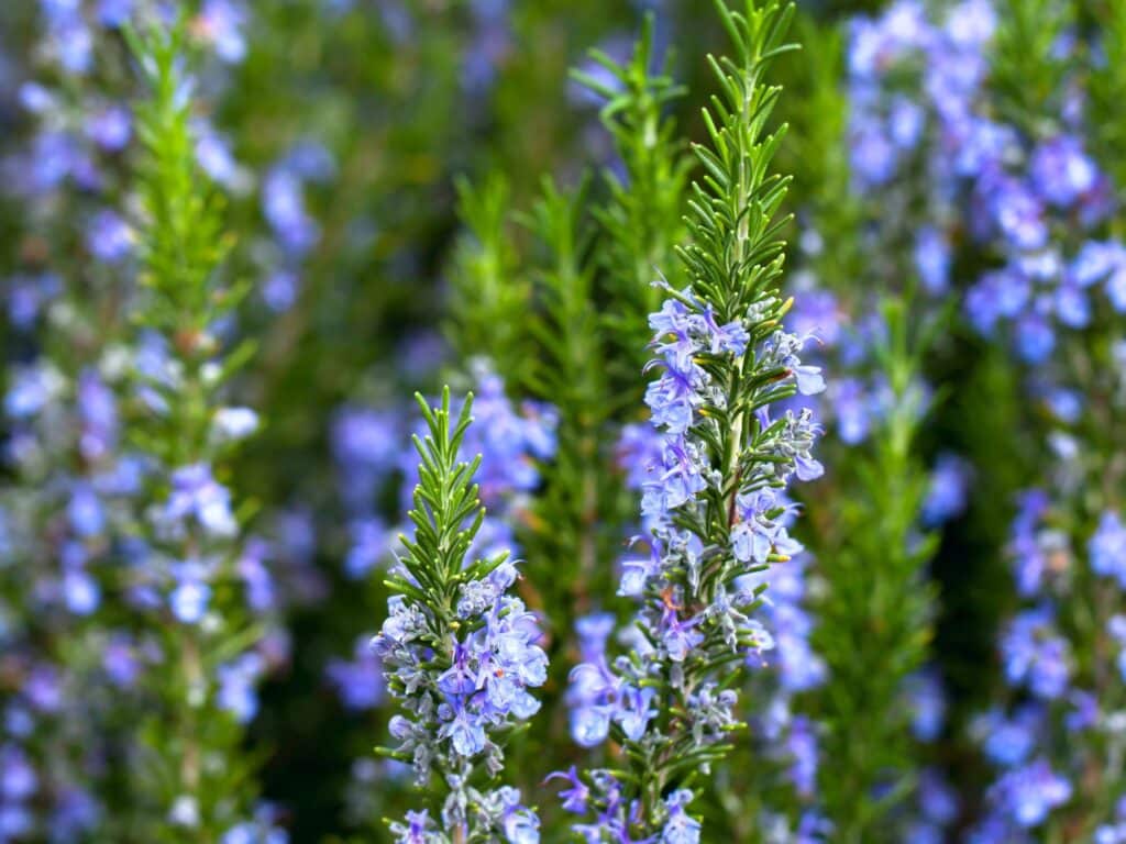Fleur romarin printemps Provence