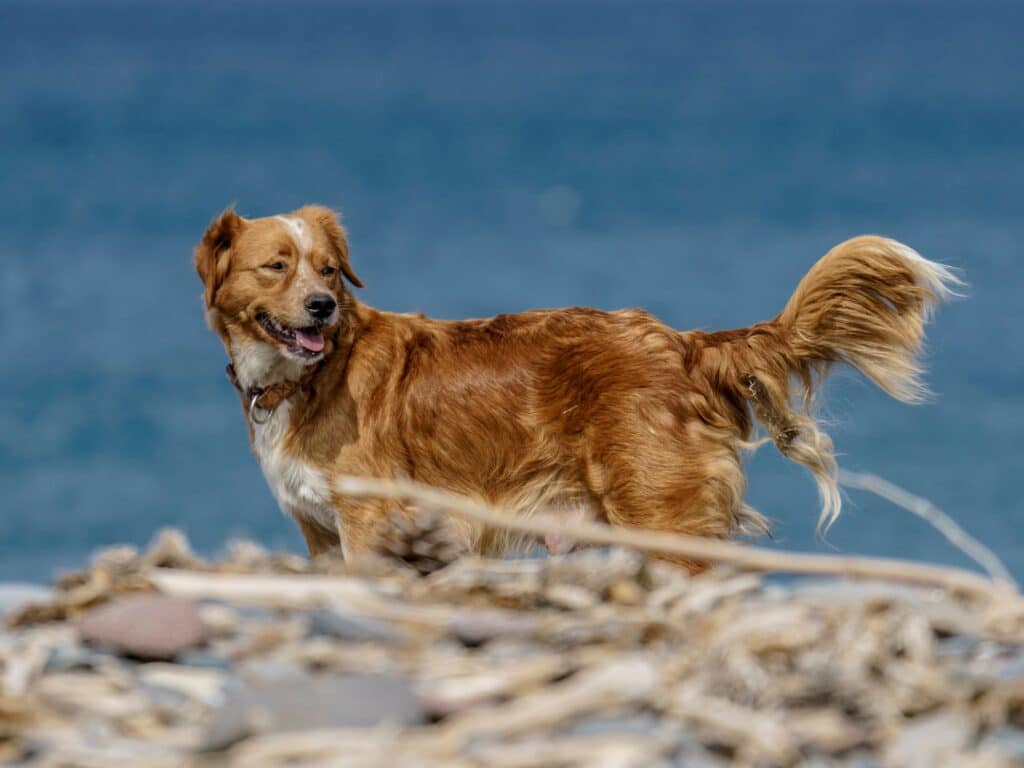 Vacances chien - Activités Var Provence Sud Sainte Baume