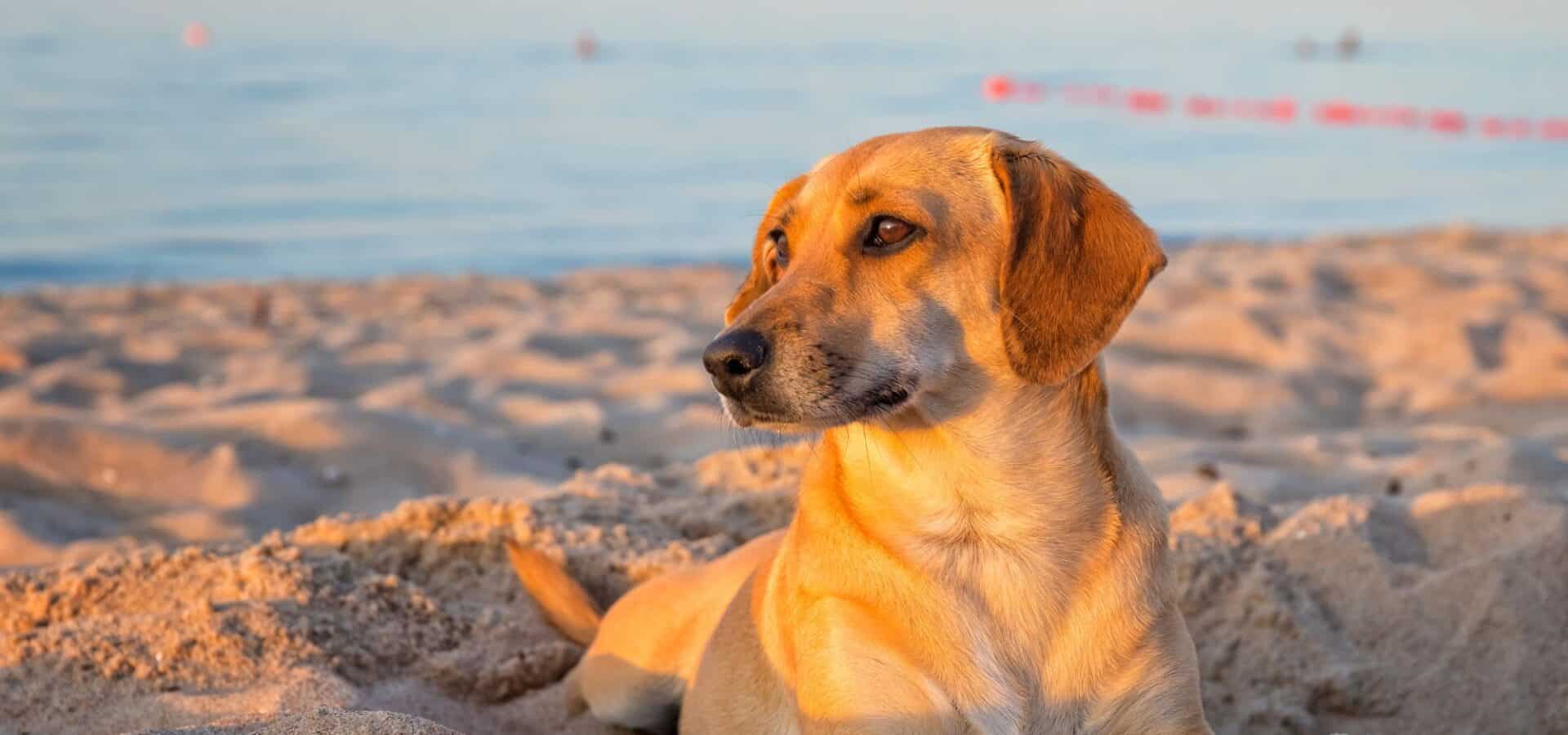 Vacances chien - Activités Var Provence Sud Sainte Baume