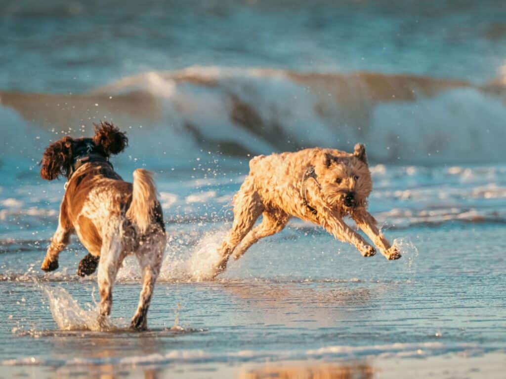 Vacances chien - Plages Var Provence Sud Sainte Baume