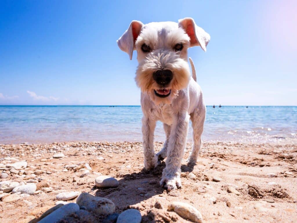 Vacances chien - Bons réflexes Var Provence Sud Sainte Baume