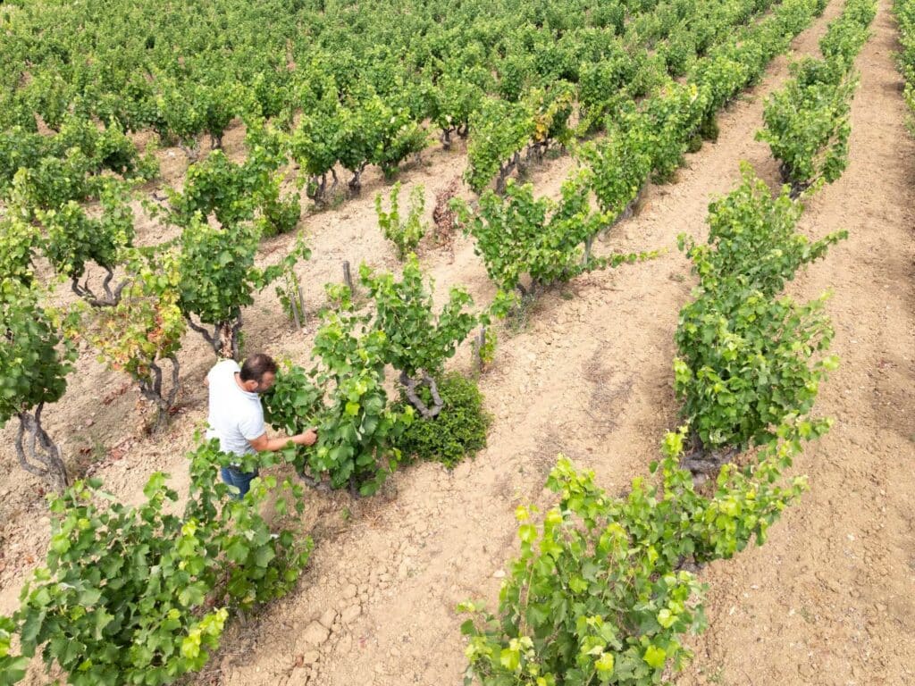 Vins AOC Bandol - champ de vignes