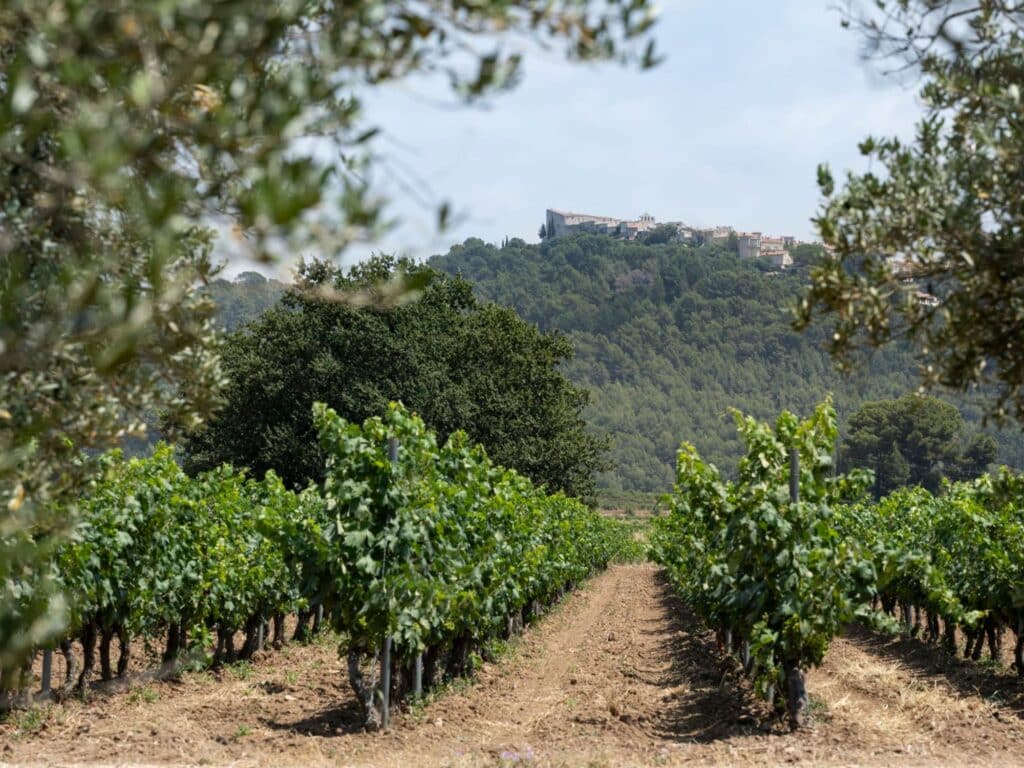 Vins AOC Bandol - champ de vignes