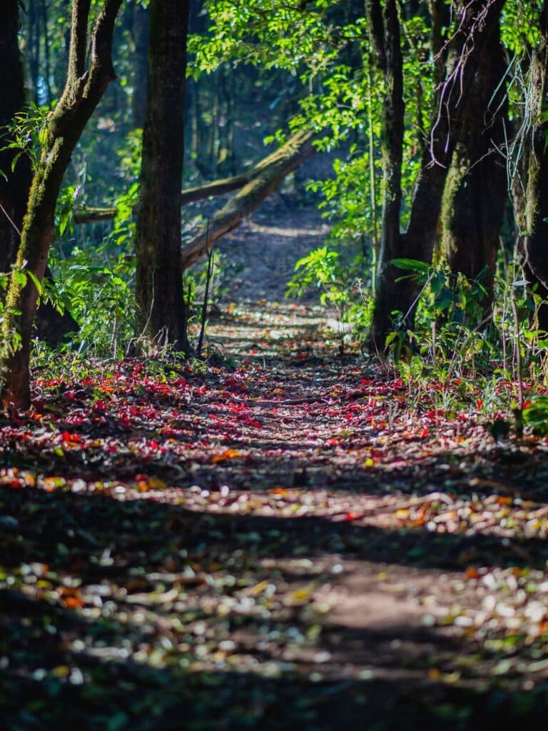 Var en hiver - Nature