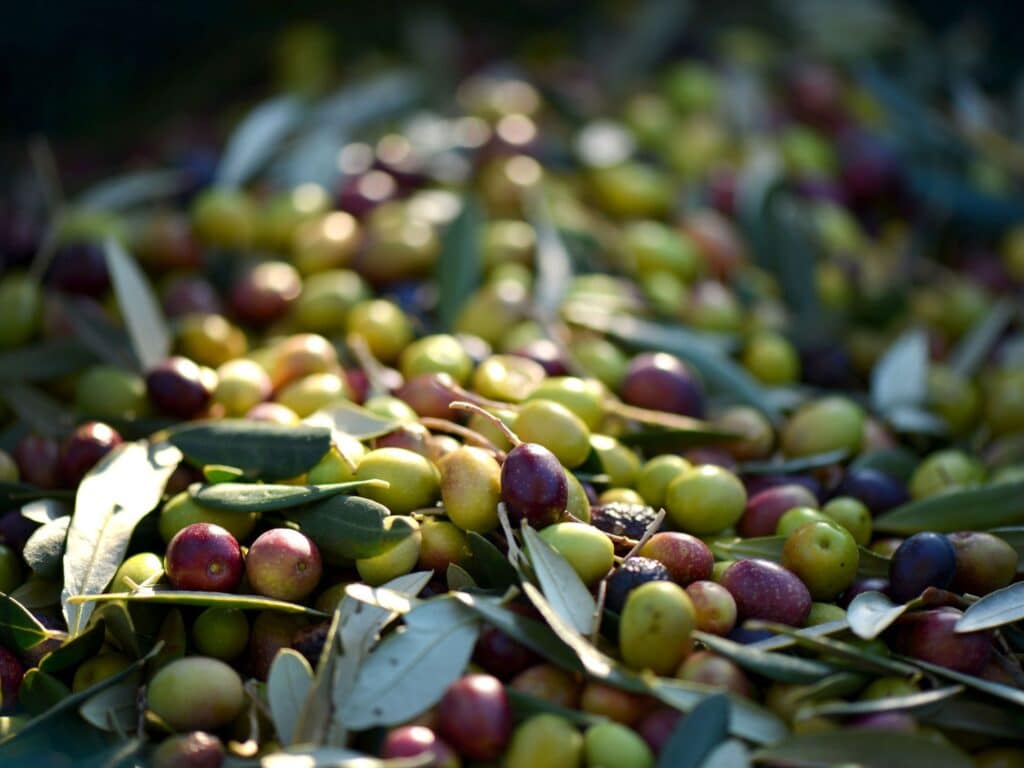 Var hiver - huile d'olive
