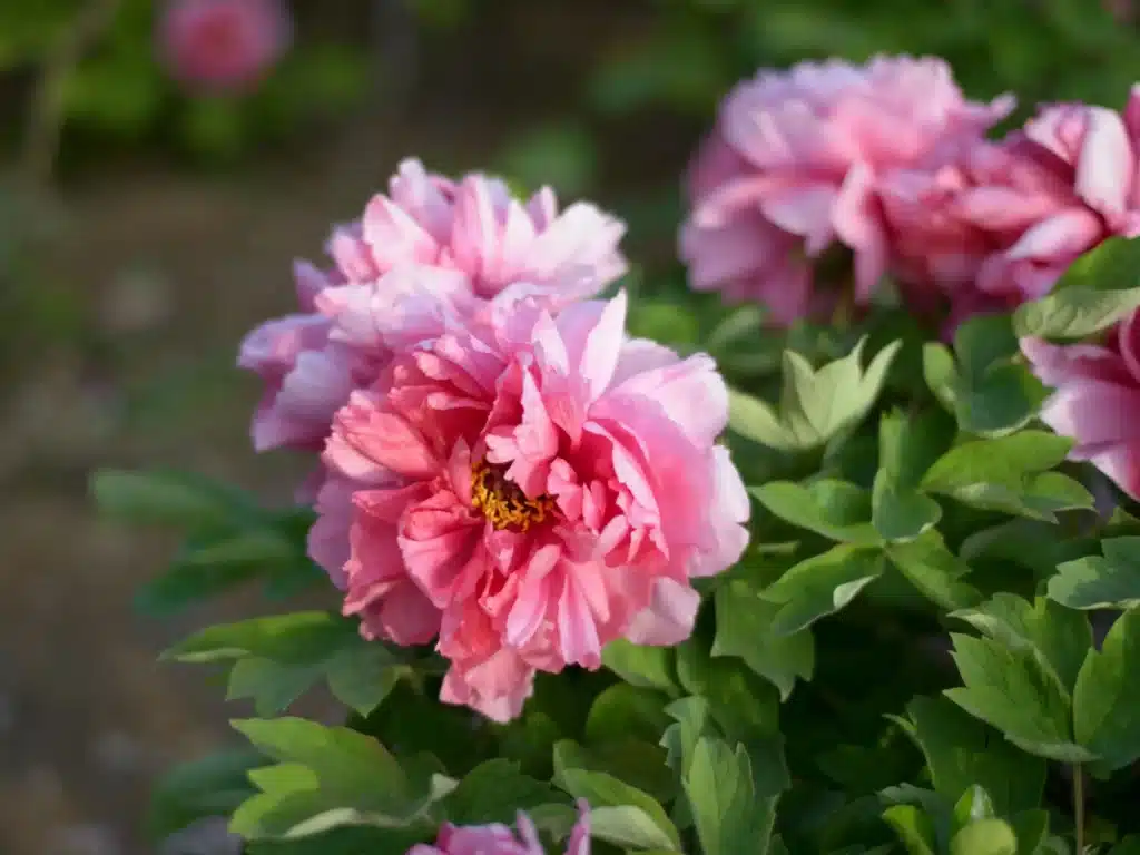 Que faire à Evenos ? Fête de la Pivoine