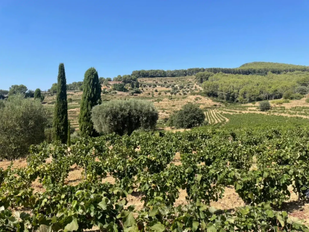 Visite domaine viticole - Itinéraire vacances été