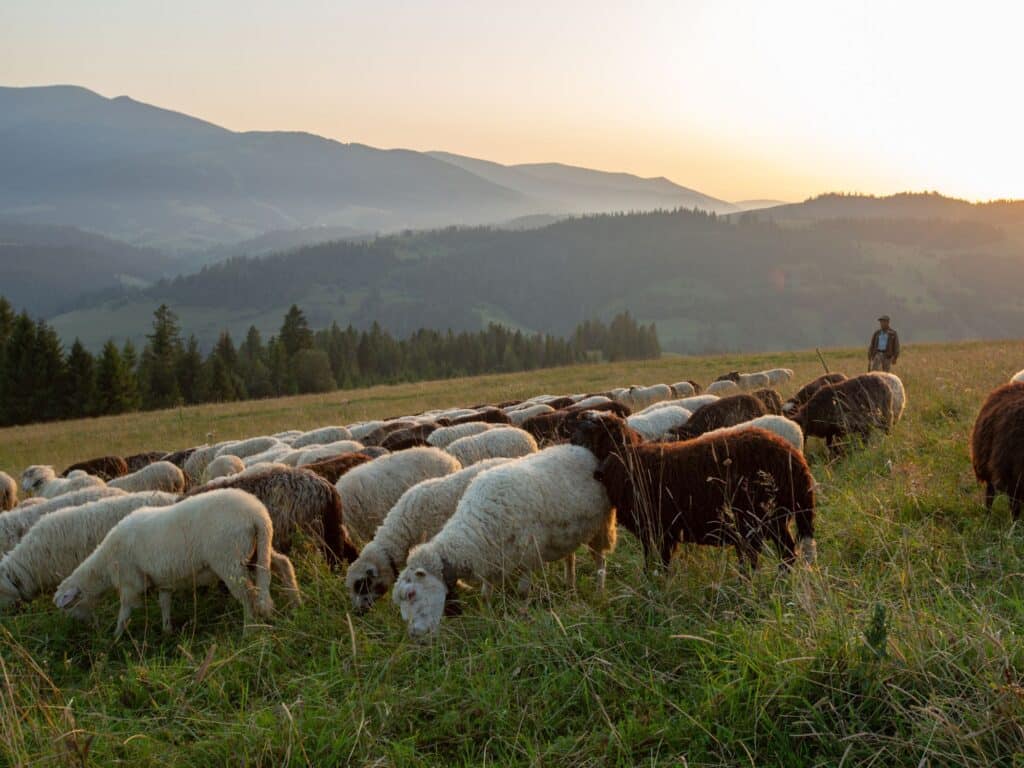 Le pastoralisme en ouest Var