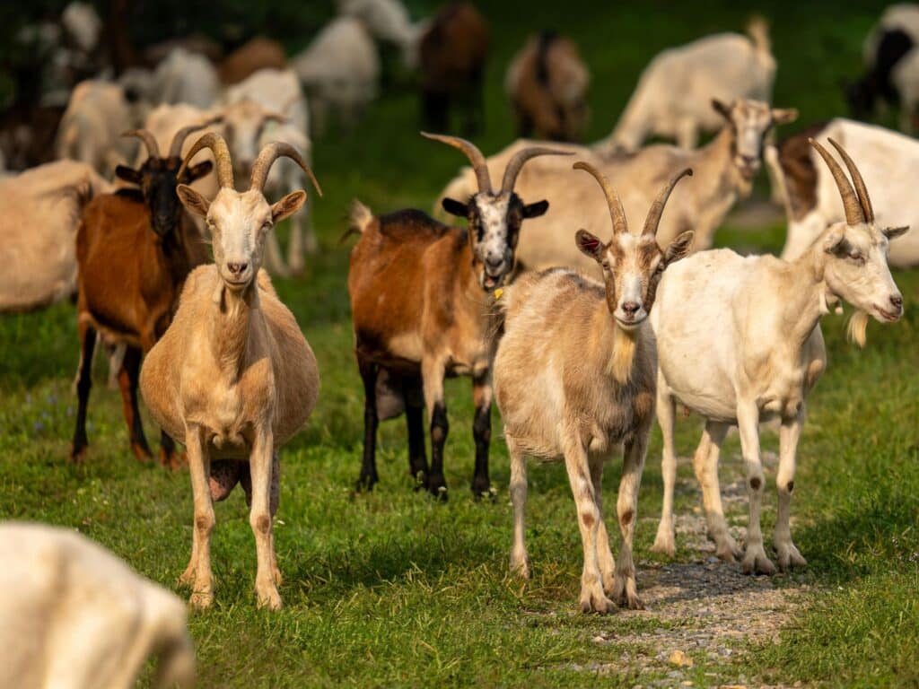 Le pastoralisme dans l'ouest Var