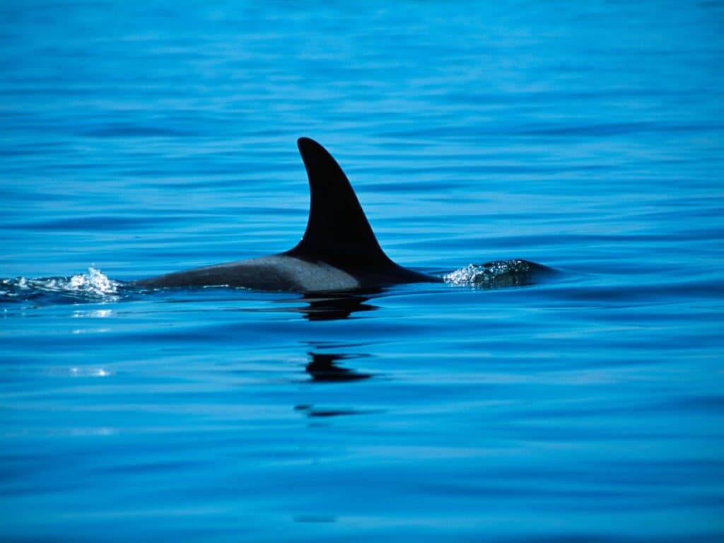 Excursion bateau observation dauphins baleines - Bandol, Sanary et Saint-Cyr-sur-mer
